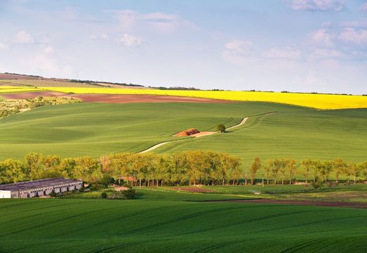 Green Ammonia Meets Smart Agriculture