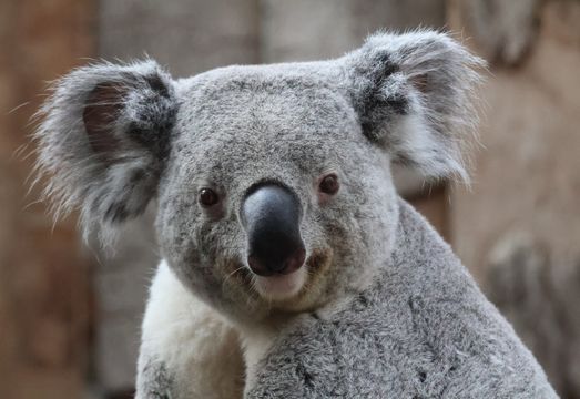 Australia’s Green Energy Market